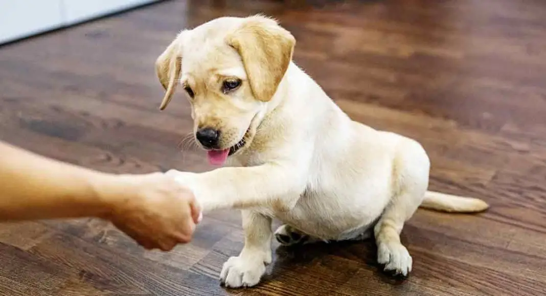 4 Aylık Köpek Eğitim Alır mı