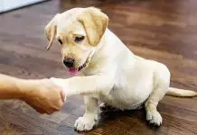 4 Aylık Köpek Eğitim Alır mı? Erken Eğitimin Önemi ve Doğru Yaklaşım 4 Aylık Köpek Eğitim Alır mı