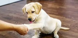 4 Aylık Köpek Eğitim Alır mı? Erken Eğitimin Önemi ve Doğru Yaklaşım 4 Aylık Köpek Eğitim Alır mı